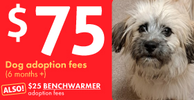 $75 dog adoption fees
